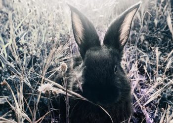 The best translated fiction – review roundup