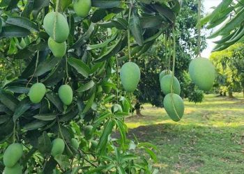 Barind area starts becoming hub of diversified crops to mitigate water security