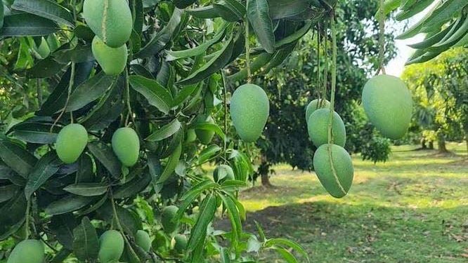 Barind area starts becoming hub of diversified crops to mitigate water security