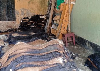 Sacrifice animal skin in Chuadanga under syndicate, communal madrasahs facing loss
