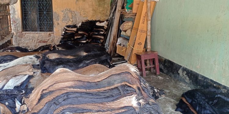 Sacrifice animal skin in Chuadanga under syndicate, communal madrasahs facing loss