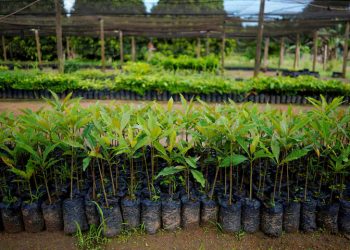 Global carbon removal market could reach $100 billion/yr from 2030-35, report says