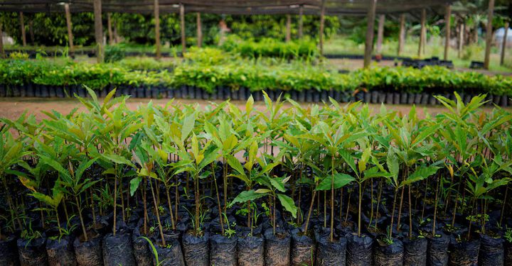 Global carbon removal market could reach $100 billion/yr from 2030-35, report says