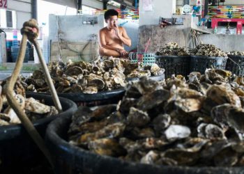 Waste into gold: Oyster shells repurposed as magic ‘Seawool’