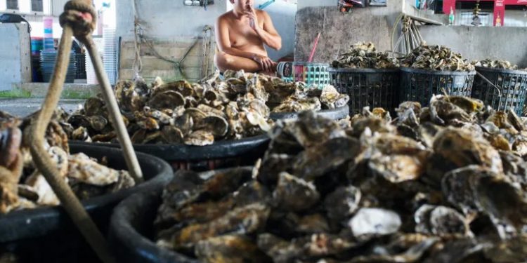 Waste into gold: Oyster shells repurposed as magic ‘Seawool’