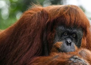 Apes to stay at home as Malaysia tweaks ‘orangutan diplomacy’