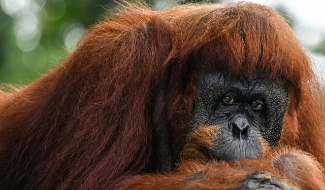 Apes to stay at home as Malaysia tweaks ‘orangutan diplomacy’