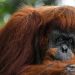 Apes to stay at home as Malaysia tweaks ‘orangutan diplomacy’