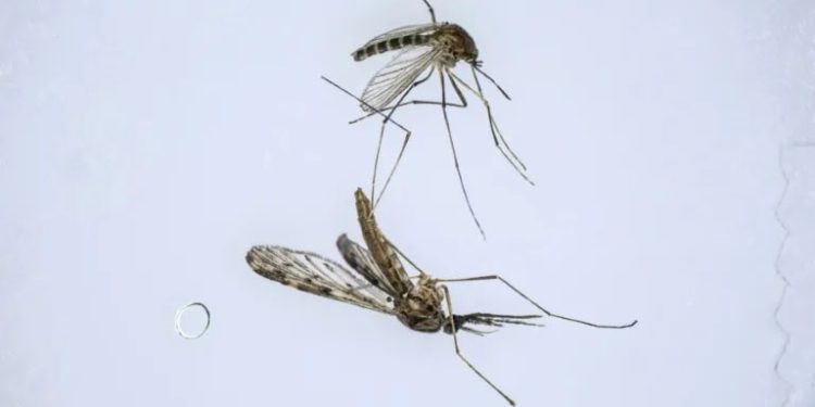 As climate warms, S. Korea fights new border threat: malarial mosquitoes