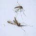 As climate warms, S. Korea fights new border threat: malarial mosquitoes
