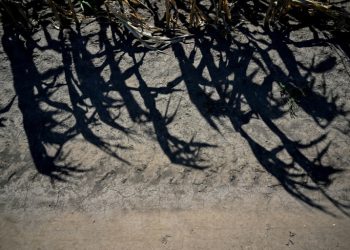 ‘Five Years Of Fire’: Romanian Farms Wilt In Drought