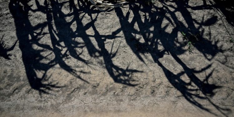 ‘Five Years Of Fire’: Romanian Farms Wilt In Drought