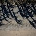 ‘Five Years Of Fire’: Romanian Farms Wilt In Drought
