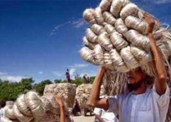 Farmers are happy with the price of jute in Thakurgaon.