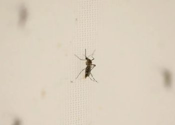 ‘Virus hunters’ track threats to head off next pandemic