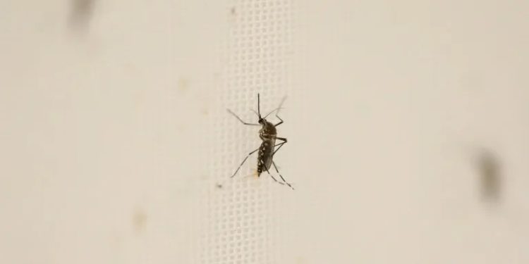 ‘Virus hunters’ track threats to head off next pandemic