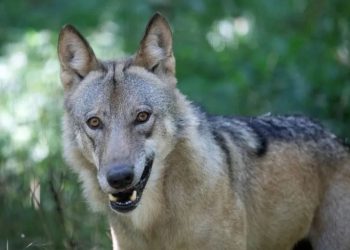 As wolves swoop, Austrians grab guns for contested cull