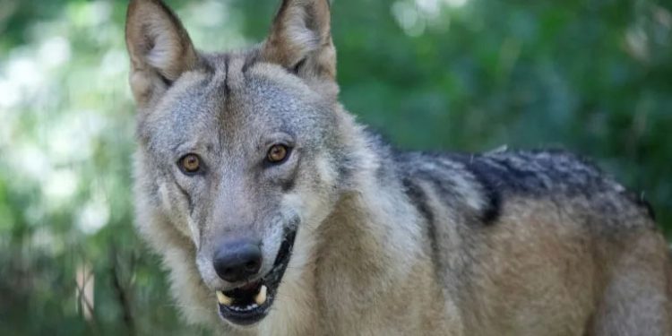 As wolves swoop, Austrians grab guns for contested cull