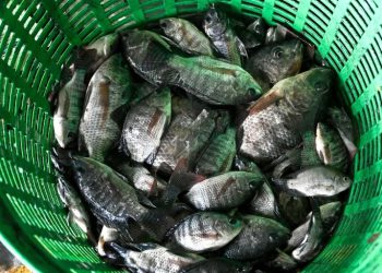 Thailand nets 1.3 million kilograms of invasive fish