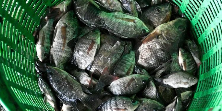 Thailand nets 1.3 million kilograms of invasive fish