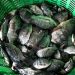 Thailand nets 1.3 million kilograms of invasive fish