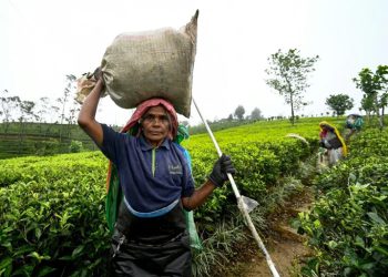 Tea trouble brews for Sri Lankan presidential hopefuls