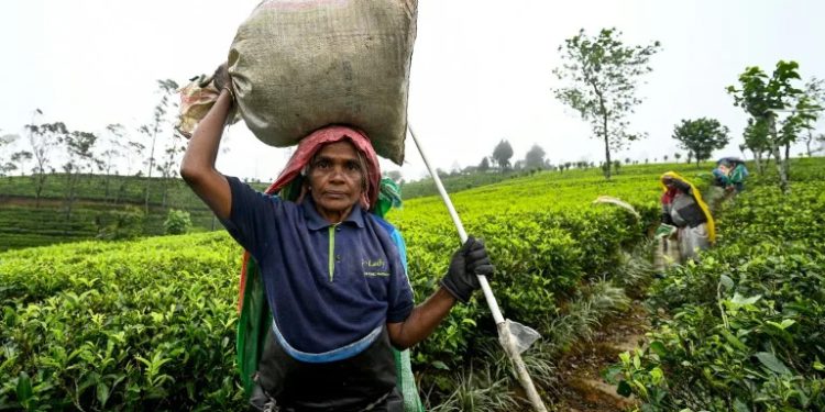Tea trouble brews for Sri Lankan presidential hopefuls