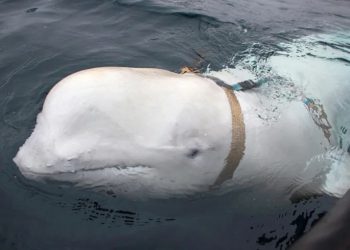 ‘Russian spy’ whale found dead in Norway