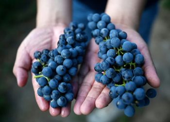 Women drive innovation, evolution of Chinese wine industry