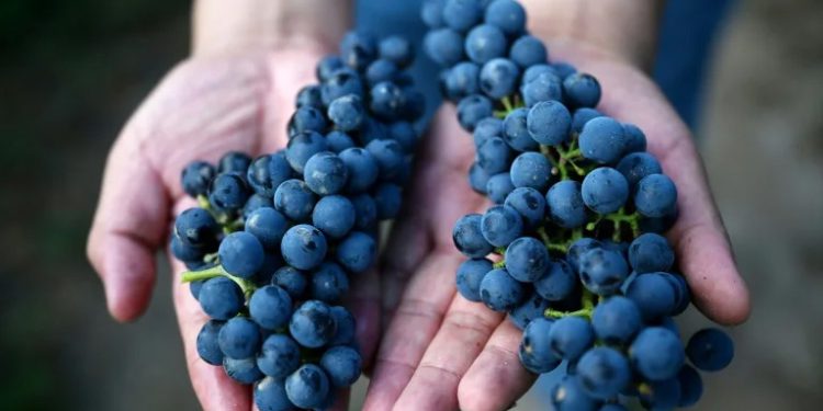 Women drive innovation, evolution of Chinese wine industry