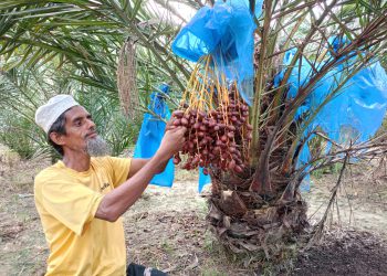 Saiful Islam of Akkelpur in extensive discussion on desert date cultivation