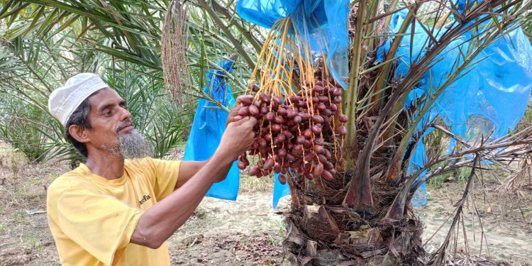 Saiful Islam of Akkelpur in extensive discussion on desert date cultivation