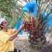 Saiful Islam of Akkelpur in extensive discussion on desert date cultivation