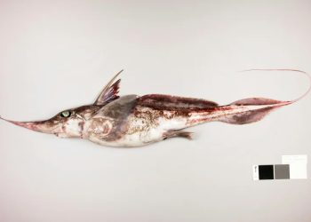 New Zealand scientists discover ghostly ‘spookfish’