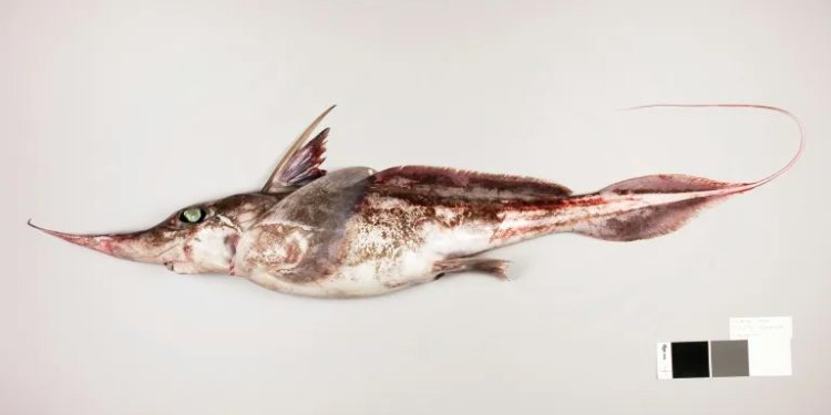 New Zealand scientists discover ghostly ‘spookfish’