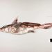 New Zealand scientists discover ghostly ‘spookfish’