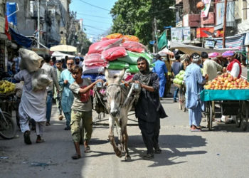 Modern pressures burden Pakistan’s donkey business