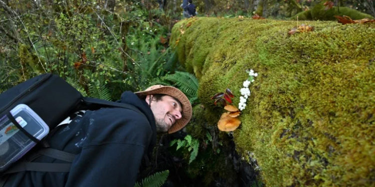 Fungi finding: mushroom hunters seek new species and recognition