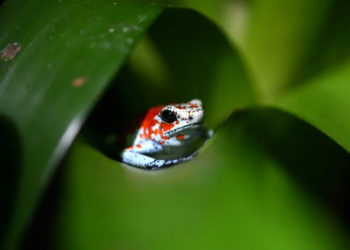 UN biodiversity summit opens with call for ‘significant’ funding