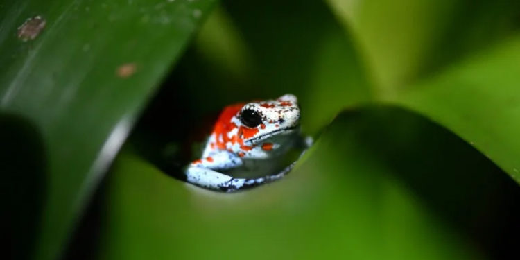 UN biodiversity summit opens with call for ‘significant’ funding