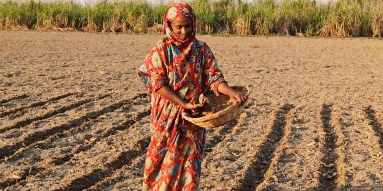 Potato cultivation is going on with risk in Thakurgaon