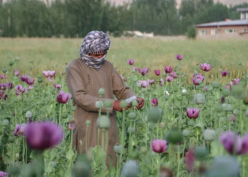 Afghanistan poppy cultivation grows 19 percent despite ban: UN