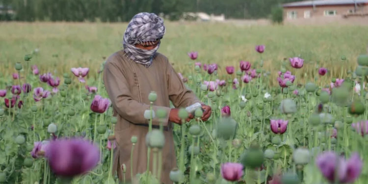 Afghanistan poppy cultivation grows 19 percent despite ban: UN