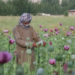 Afghanistan poppy cultivation grows 19 percent despite ban: UN