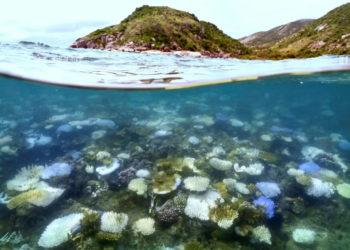 Nearly half of tropical coral species face extinction: report