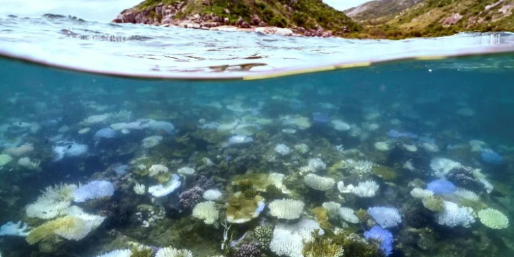 Nearly half of tropical coral species face extinction: report