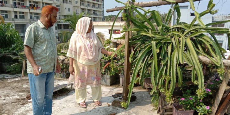 In addition to the job, the Zakaria-Mahinur couple has received a good response in vegetables and fruits