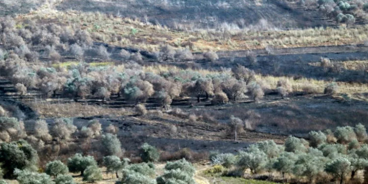 ‘War ruined me’: Lebanon’s farmers mourn lost season