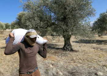 Defiant Lebanese harvest olives in the shadow of war