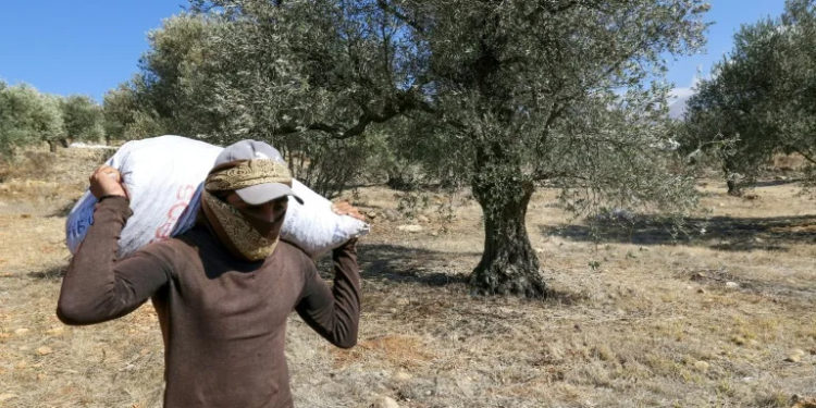 Defiant Lebanese harvest olives in the shadow of war